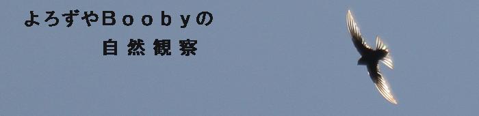 1408 A}co.JPG
